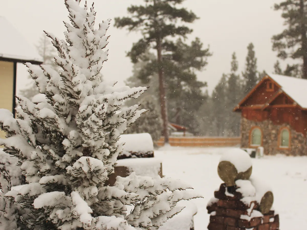 Cabin among snow-covered trees in Big Bear Lake, California